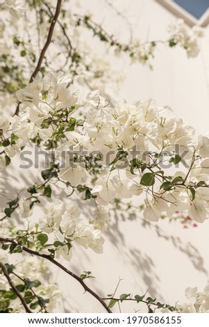 White flowers plant branches and sunlight shadow on neutral beige wall. Aesthetic floral shadow silhouette background
