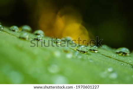 Rain drops stuck on Colocasia Esculenta leaf