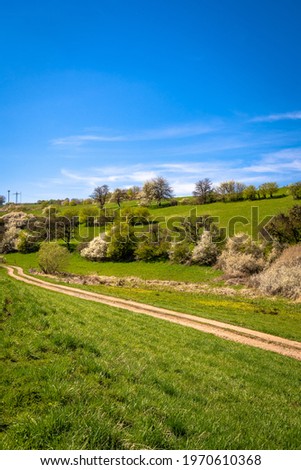 Country road between trees and fields with wonderful blue sky