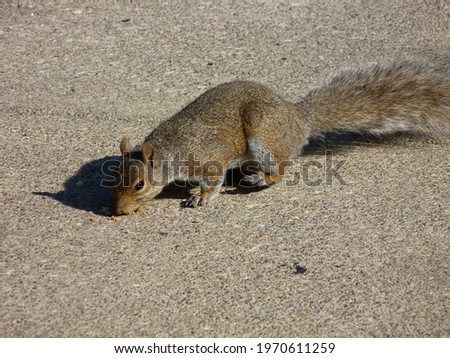 Close up picture of a light brown squirrel in a sidewalk.