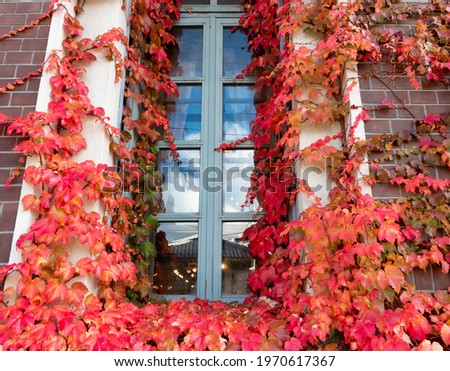 Autumn red leaves  at window in japan
