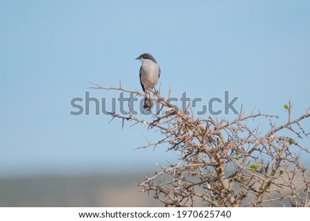 Butcher bird perched in a thorn tree