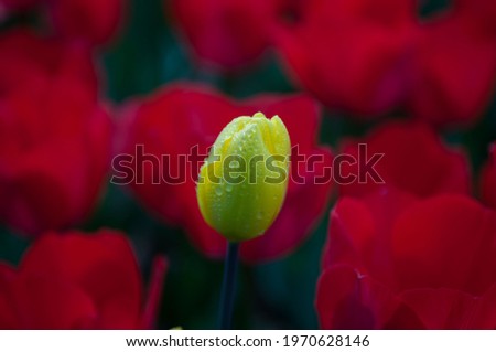 water droplets on a beautiful young blooming yellow tulip, red colored tulips in the background
