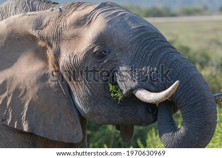 African Elephant Grazing on the Bush