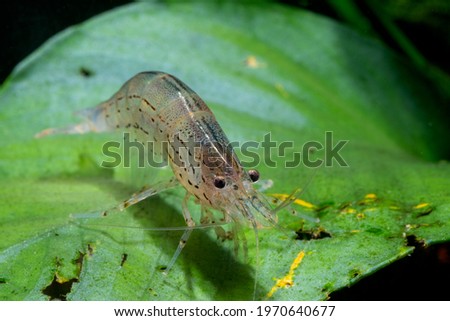 Yamato dwarf shrimp bend body and stay on green leaf in freshwater aquarium tank.