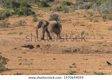 African Elephant strolling along in nature