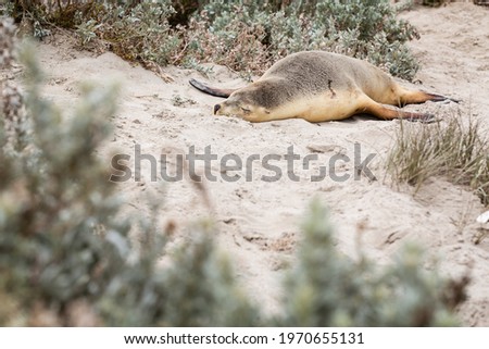 An Australian sea lion (Neophoca cinerea) sleeping in the sand dunes at Seal Bay on Kangaroo Island, Australia. 