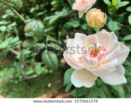 Beautiful soft pink rose are blooming among the green leaves in the garden. Idea for decoration place in the birthday,wedding and content background, poster,postcard,greeting or invitation card