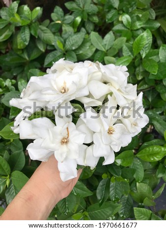 Woman hand is holding beautiful white gardenia flowers, they are blight and blooming in the tropical garden among the green leaves and the best time to cutting them in the morning.