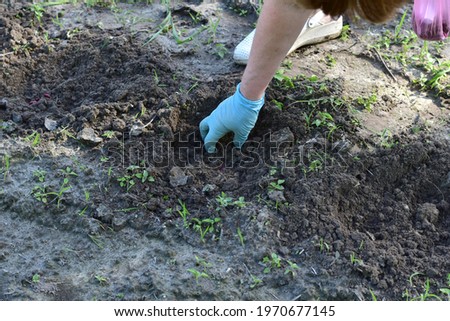 The picture shows the hand of a woman in a rubber glove making depressions in the ground in the garden for seeds.