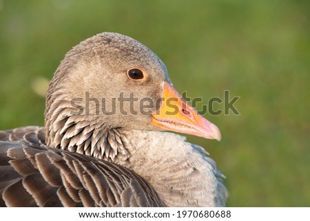 Close up and portrait of a wild gray goose sitting in the morning sun