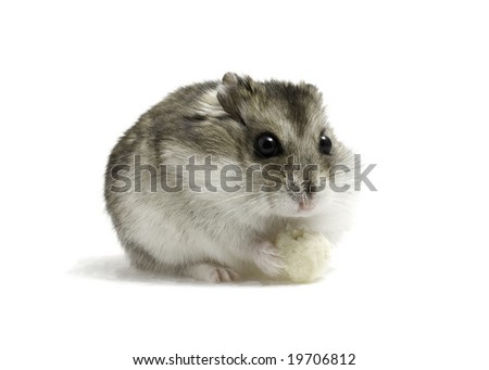 Dwarf hamster seat with bread on white background