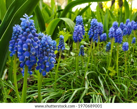 Spring purple flowers muscari, hyacinth. Sunny spring day