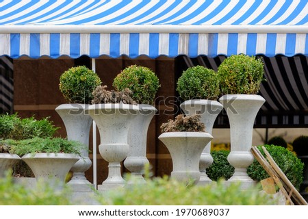 Street flower pots with evergreen bushes under sun shade