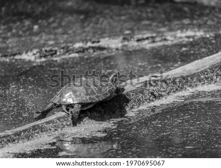 Turtle in the Swamp in Black and White
