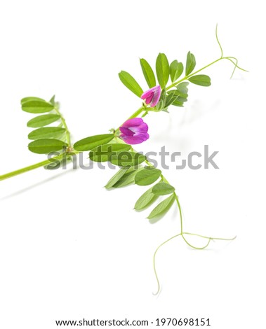 Common vetch plant isolated on white background Royalty-Free Stock Photo #1970698151