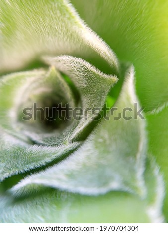 Spring green leaf close up. Leaf texture. Macro nature.