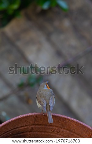 A single robin, standing on rusted metal with a woodlouse in its mouth