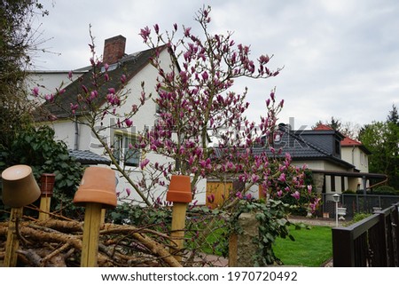 The dark pink Magnolia blooms in the garden  in May. Marzahn-Hellersdorf, Berlin, Germany