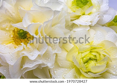 White Ranunculus flowers background, close up, macro. Wedding wallpaper print