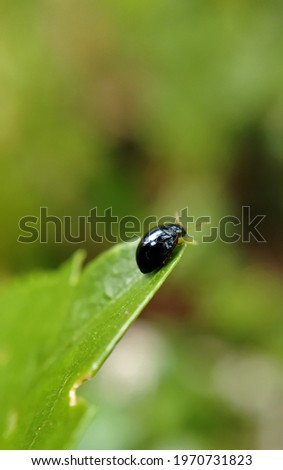 macro photography of black leaf beetle