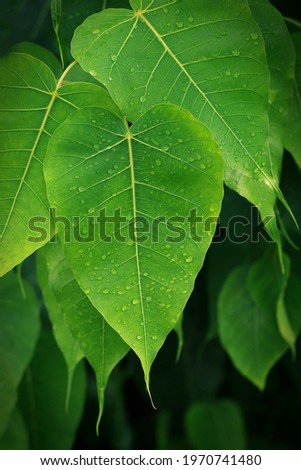 Leaf veins and water droplets on Bodhi tree leaves