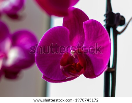 Purple, magenta orchid flowers photographed in detail at the balcony window