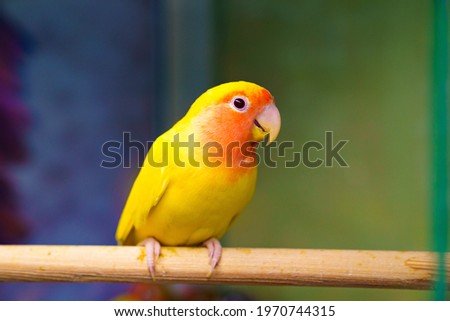 lovebird parrot. bird is inseparable. large, colorful, beautiful parrots. popular with fans of feathered exotics. pet shop. Veterinary clinic. Royalty-Free Stock Photo #1970744315