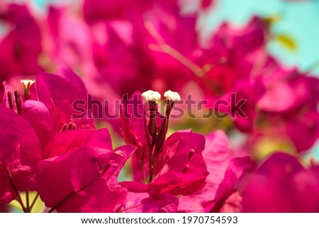 A buganvilia tiny flower on a bed of reddish petals
