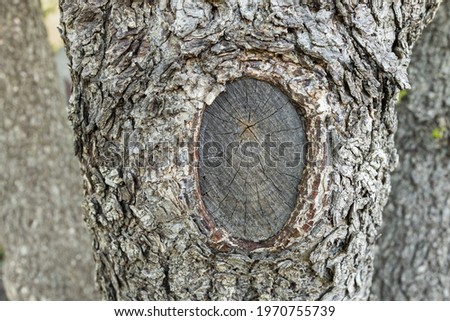 Walnut wood texture with a clipped branch, free space for insertion