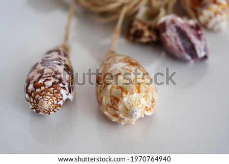 
Ornamental detail made of seashells on a white background