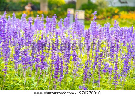 Beautiful and bright lavender in May Royalty-Free Stock Photo #1970770010