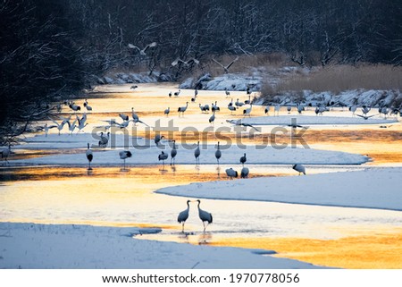 Group of Japanese Red Crown Cranes in the Setsuri River at Otowa Bridge, Tsurui, Akan, Kushiro, Hokkaido, Japan in Winter Morning