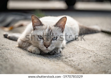 The cat looks to the camera and lying on the concrete road. exceptional expression of curiosity for this splendid cat