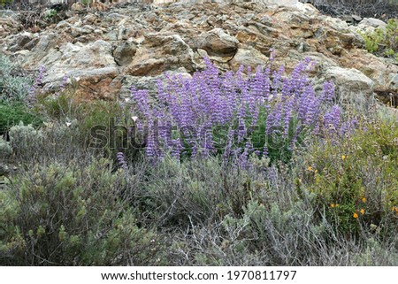 Bright purple lupine blooms in springtime on a rocky hillside in Big Sur, CA.