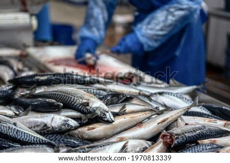 A large pile of mackerel carcasses. Sea fish. A worker cuts off the head of a fish.
