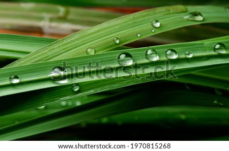 close-up water drop on lush green foliage after rainning.
