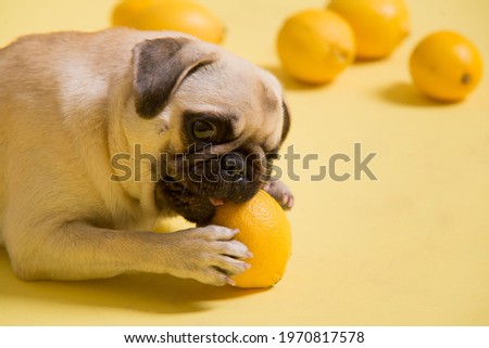 Funny dog mops is playing with lemons on a yellow background in the studio Royalty-Free Stock Photo #1970817578