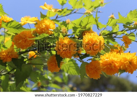 a colorful blossom yellow flower in park Royalty-Free Stock Photo #1970827229