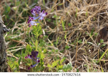 a purple color flower in wild  Royalty-Free Stock Photo #1970827616