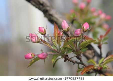 a pink bud mini apple tree Royalty-Free Stock Photo #1970827988