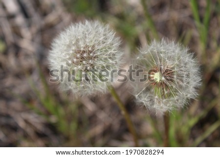 a white color dandelion seeds Royalty-Free Stock Photo #1970828294