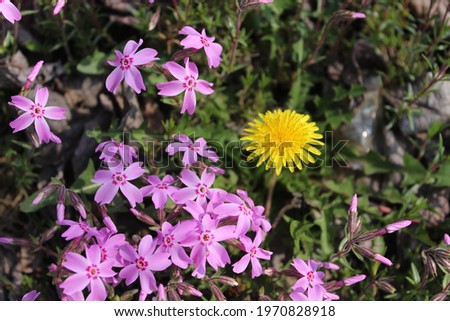 yellow dandelion and pink flower grass Royalty-Free Stock Photo #1970828918