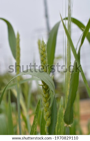 Bright young green organic wheat growing in garden