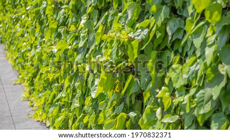 Ivy growing on the wall