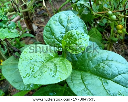 This green plant is endemic to Sri Lanka..this picture was taken in the morning as dew drops fall on the leaves of this the plant.