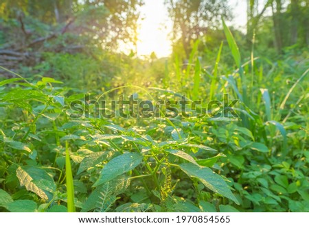 A front selective focus picture of natural green grass field at agriculture farm in the morning sunrise.