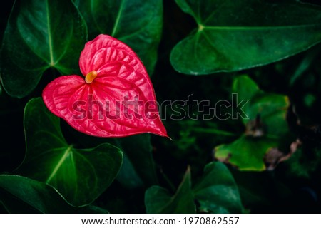 red heart shaped flower, close-up on anthurium flower plant, exotic flamingo flower Royalty-Free Stock Photo #1970862557