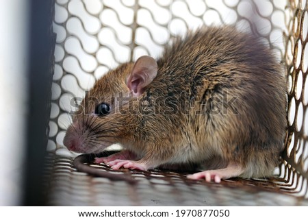 Rat in a cage or rat trap at home or office on white background. Close-up mice or rat caught in a trap. mouse Selective focus only head.rat as carriers of disease leptospirosis and hantavirus Royalty-Free Stock Photo #1970877050