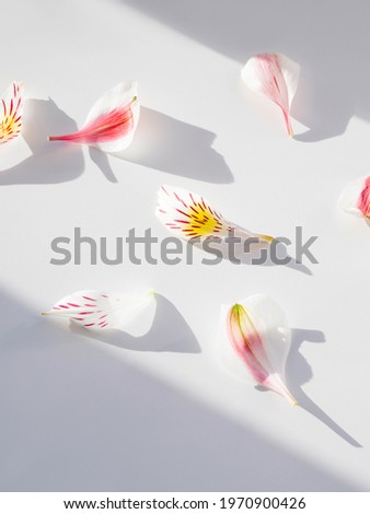 Top ivew on Alstroemeria petals on white background. Geometrical backdrop with fragile petals, light and shadow. Romantic background.